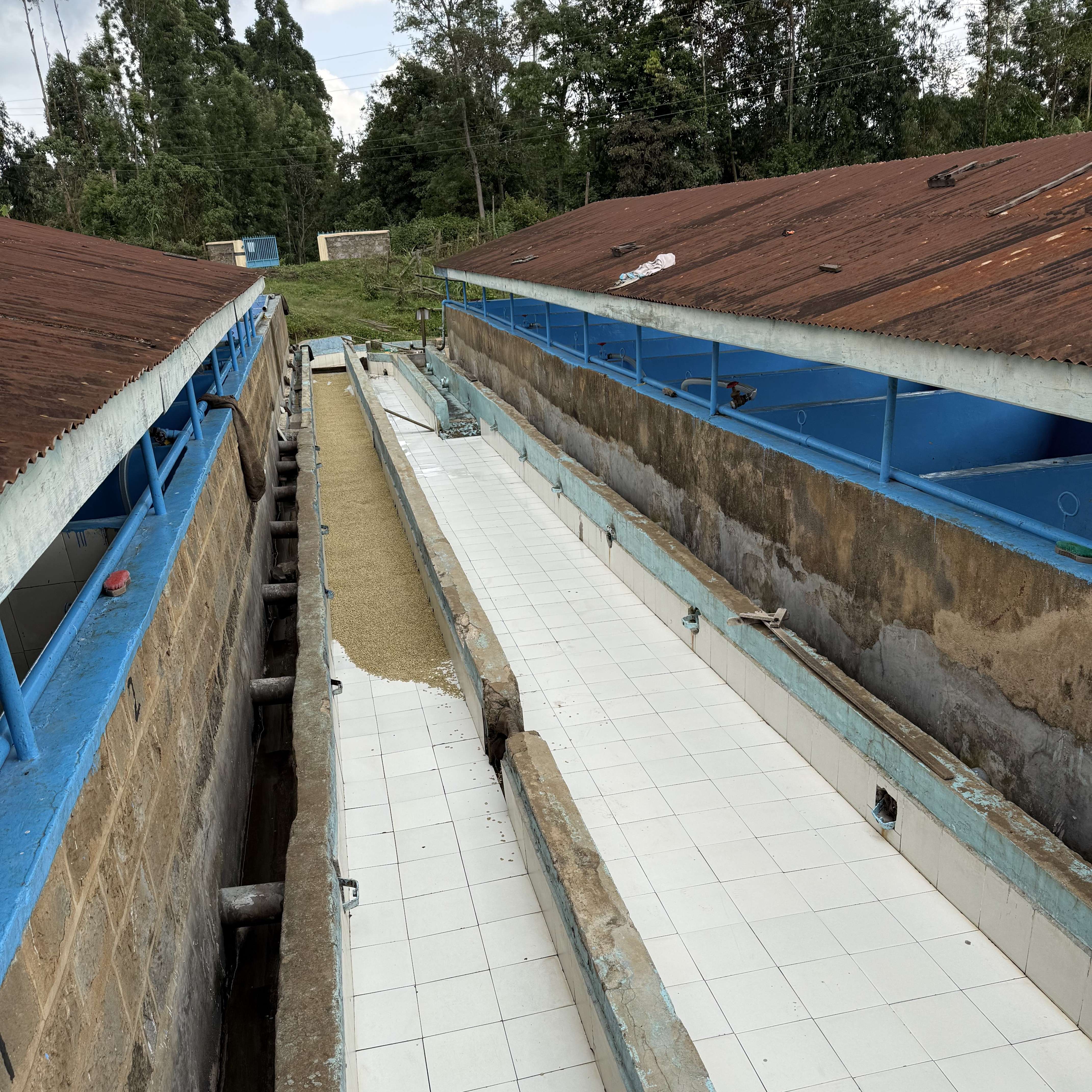 Kenya Kaguyu Washed(25/26年クロップ) | ORIGIN COUNTRIES for Small